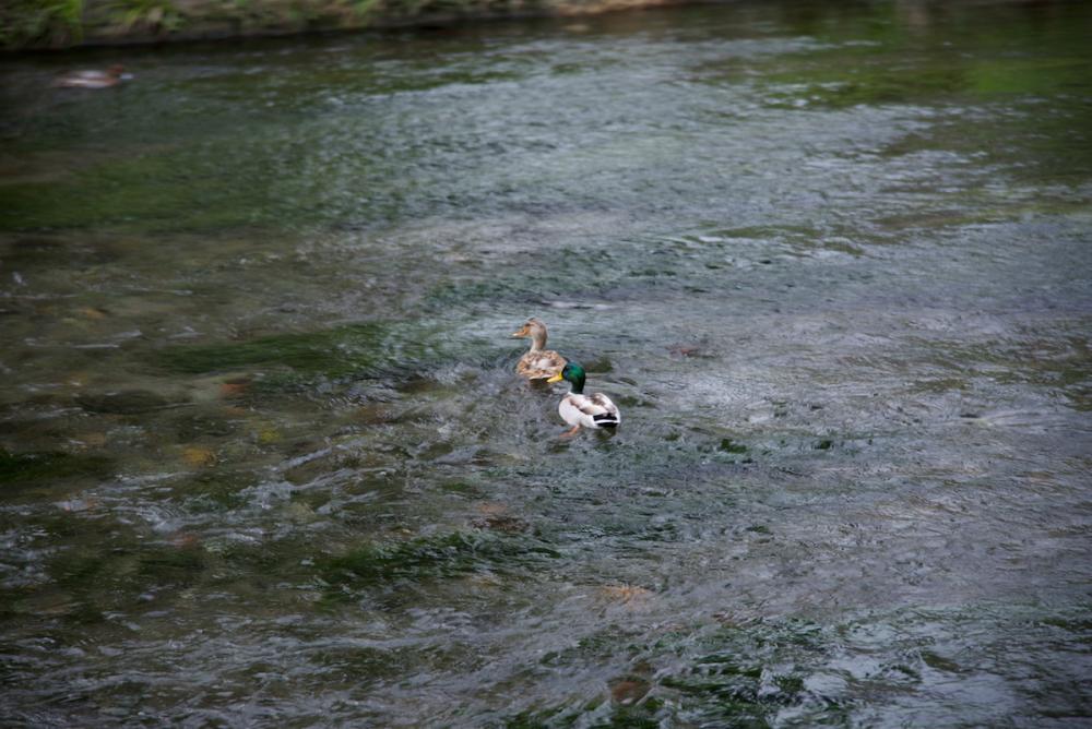 ファイル名: D60_9760.jpg
ファイルサイズ: 102KB D60_9760