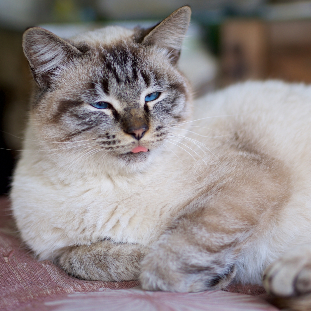 ファイル名: cat.jpg
ファイルサイズ: 694.7KB cat