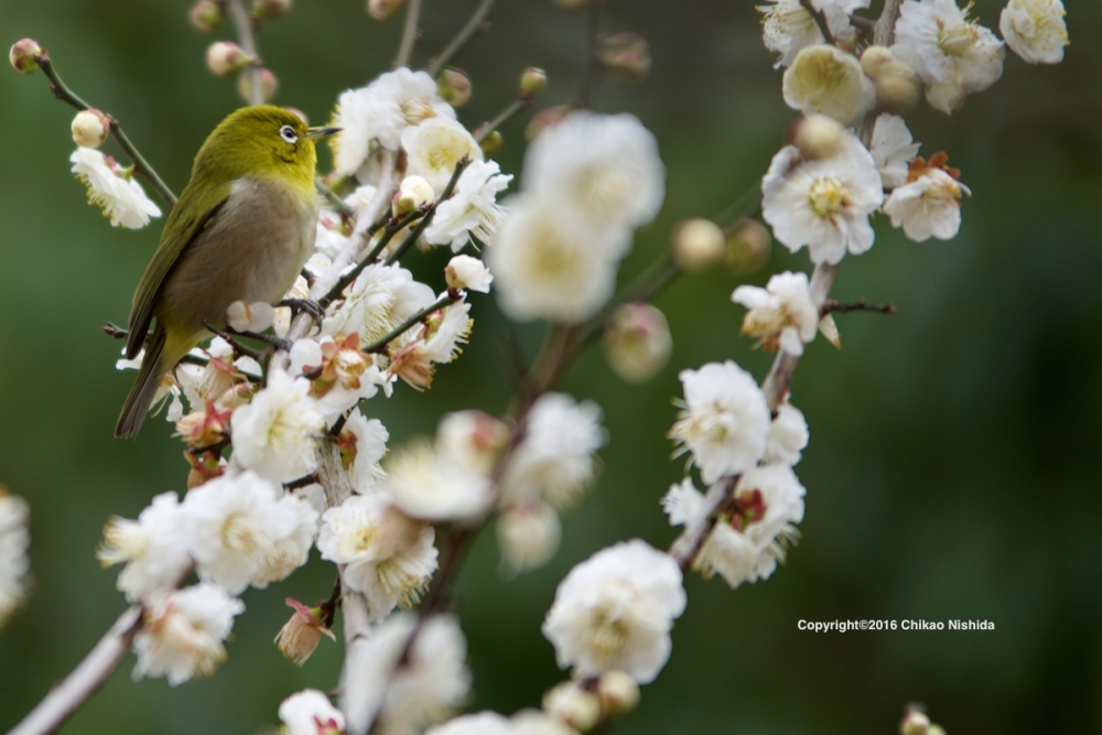 ファイル名: D60_3472.jpg
ファイルサイズ: 391.8KB D60_3472