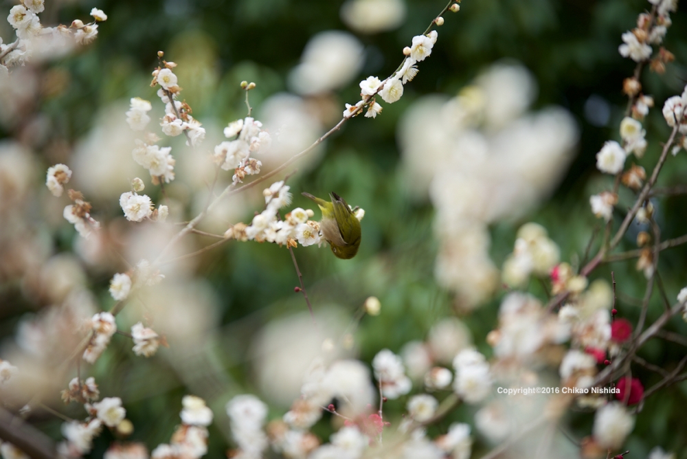 ファイル名: D60_3482.jpg
ファイルサイズ: 382.5KB D60_3482