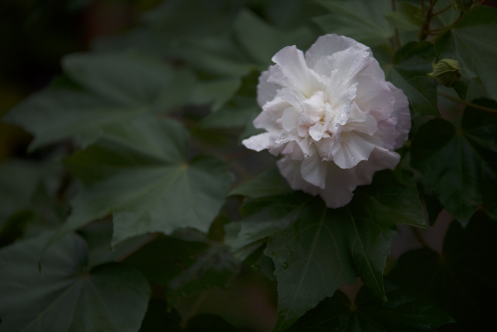 ファイル名: D75_7802.jpg
ファイルサイズ: 268.1KB D75_7802