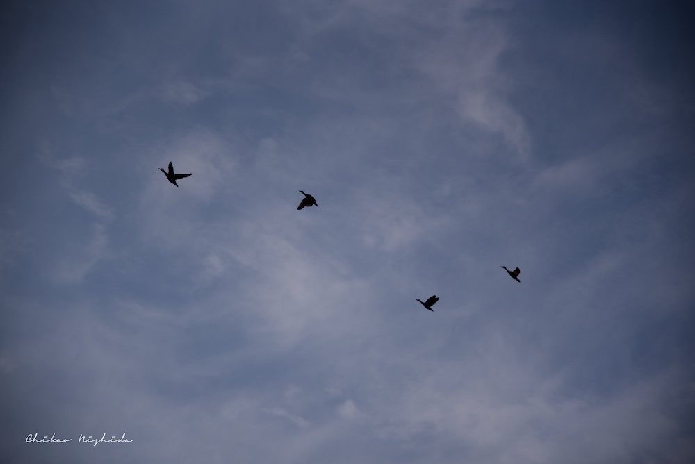 ファイル名: D75_6701.jpg
ファイルサイズ: 61.8KB D75_6701
