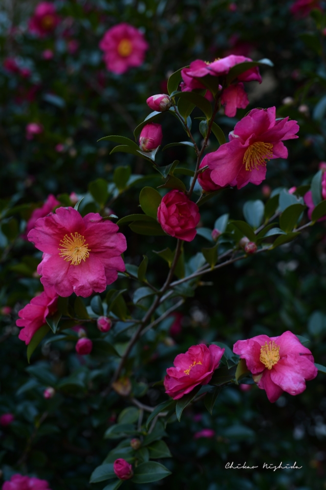 ファイル名: 850_8548.jpg
ファイルサイズ: 352.8KB 850_8548
