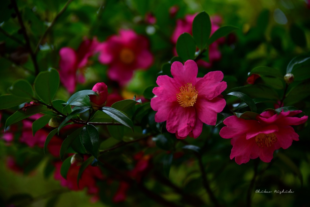 ファイル名: 850_9006.jpg
ファイルサイズ: 130.5KB 850_9006