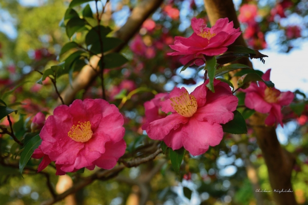 camellia-2
