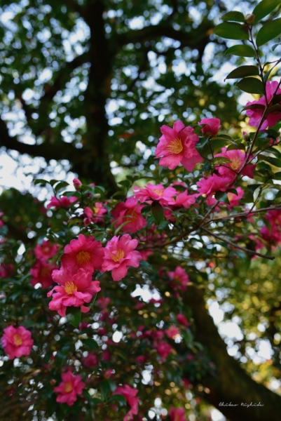 camellia-5