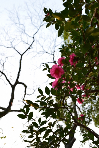 camellia-6