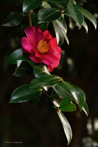 camellia2
