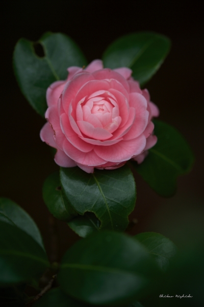 camellia-1-2