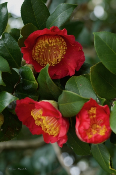 camellia-1-4