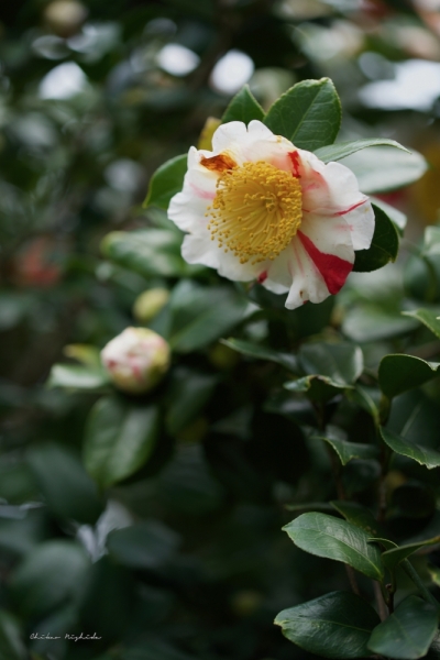 camellia-1-7