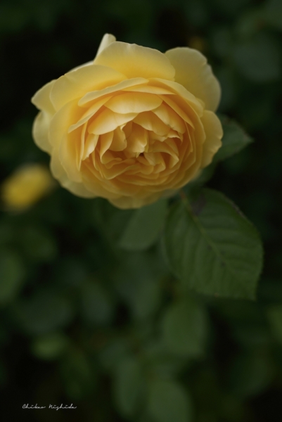 roses-2