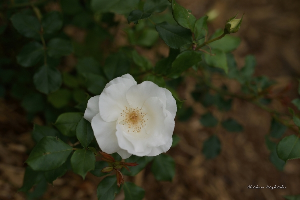 rosegarden-3