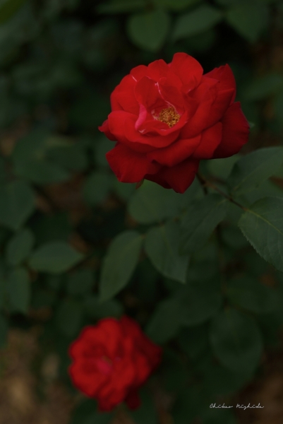 rosegarden-8