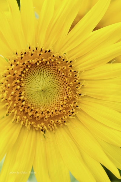 sunflower-003