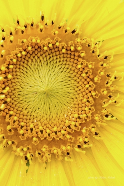 sunflower-004