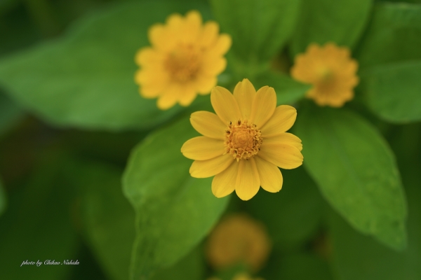 yellow-flower-002