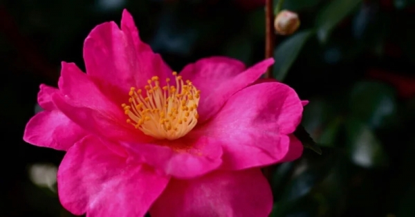 camellia20230105-1