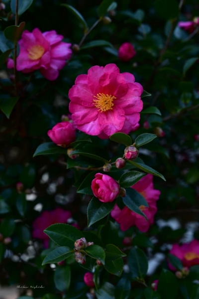 camellia20230105-4