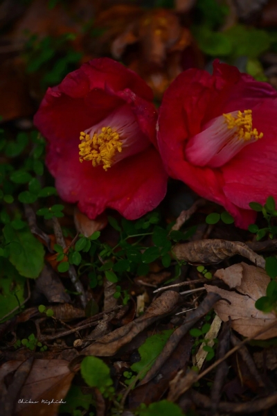 camellia20230120-1