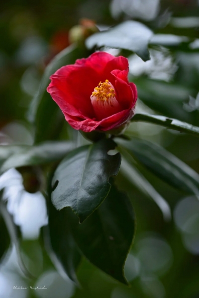 camellia20230120-3