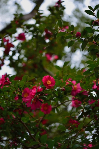 camellia20230120-4