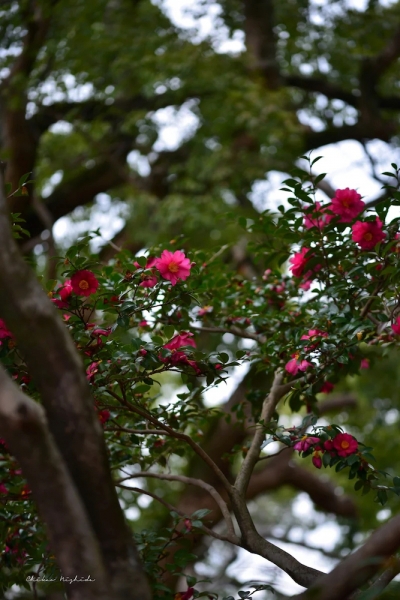 camellia20230120-6