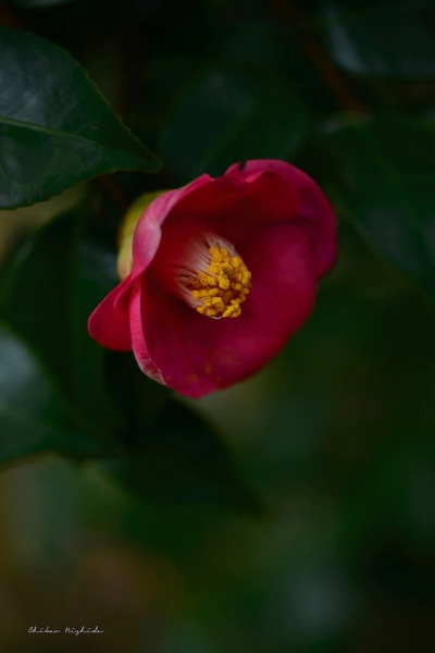 camellia20230120-8