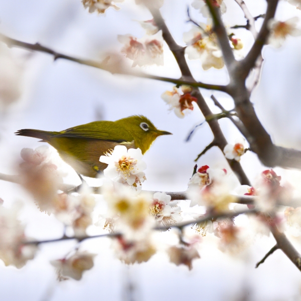 white-eye-20230217-5