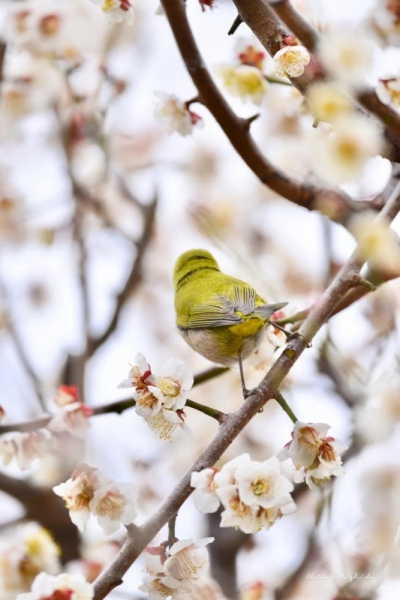 white-eye-20230218-13