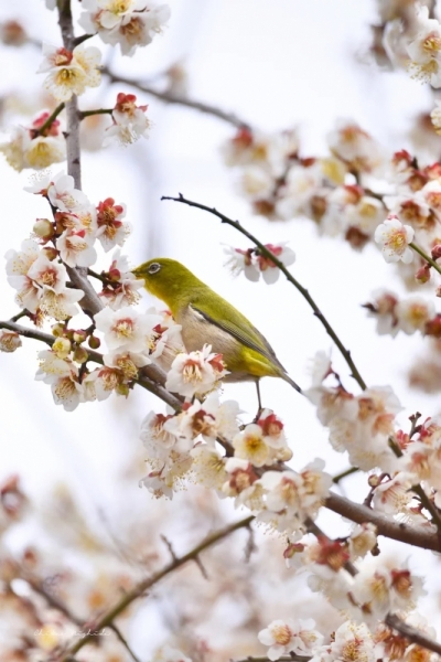 white-eye-20230218-7