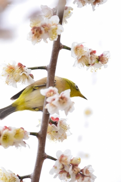 white-eye-20230218-9