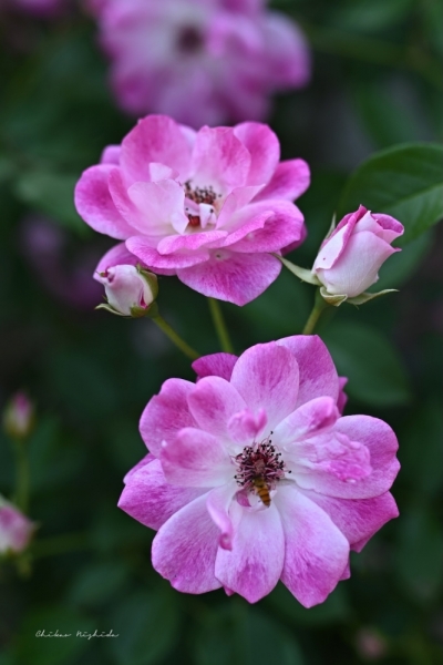 ファイル名: 20250513rosegarden-30.jpeg
ファイルサイズ: 313.5KB
→クリックで元のサイズを表示 20250513rosegarden-30