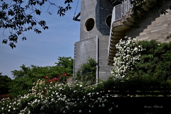 ファイル名: 20250514countrypark-35.jpeg
ファイルサイズ: 579.6KB
→クリックで元のサイズを表示 20250514countrypark-35