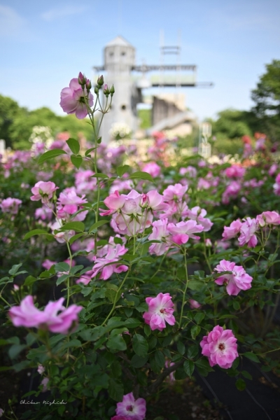 ファイル名: 20250514countrypark-46.jpeg
ファイルサイズ: 424.1KB
→クリックで元のサイズを表示 20250514countrypark-46