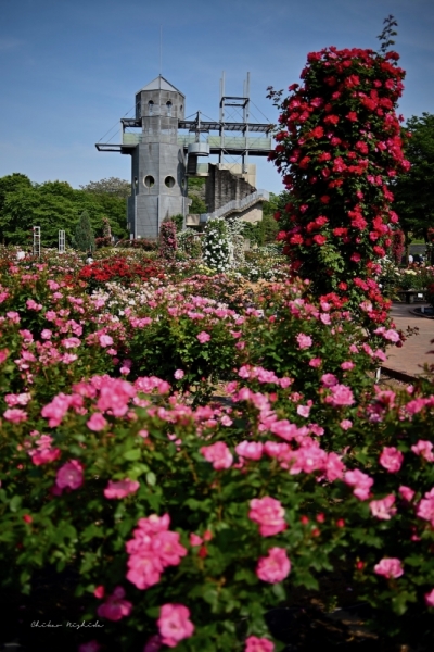 ファイル名: 20250514countrypark-54.jpeg
ファイルサイズ: 566.3KB
→クリックで元のサイズを表示 20250514countrypark-54