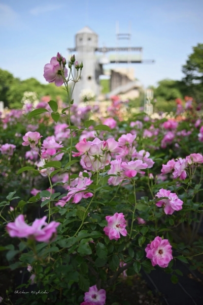 ファイル名: 20250516camera-6.jpeg
ファイルサイズ: 416.9KB
→クリックで元のサイズを表示 20250516camera-6