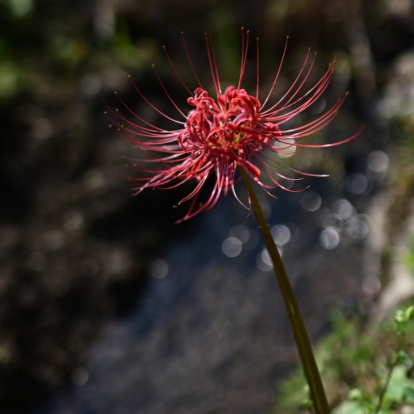 ファイル名: 20250916clusteramaryllis-1.jpeg
ファイルサイズ: 185.5KB
→クリックで元のサイズを表示 20250916clusteramaryllis-1