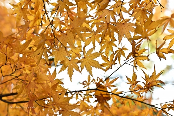 20251216kinpouzan-10