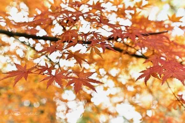 20251216kinpouzan-12