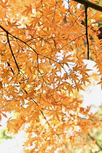 20251216kinpouzan-13