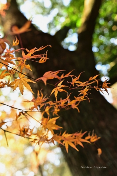 20251216kinpouzan-14