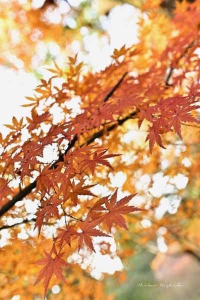 20251216kinpouzan-17