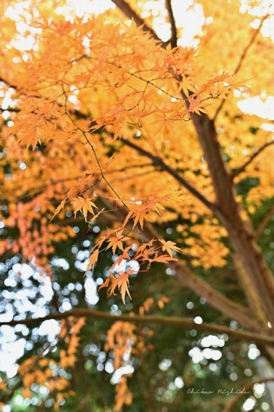 20251216kinpouzan-18