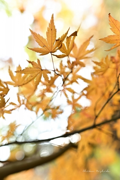 20251216kinpouzan-20