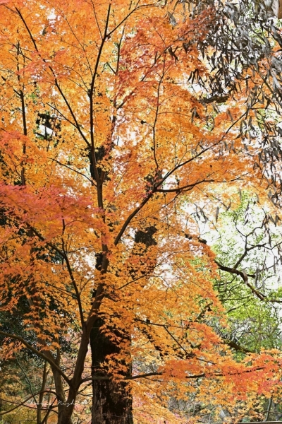 20251216kinpouzan-21