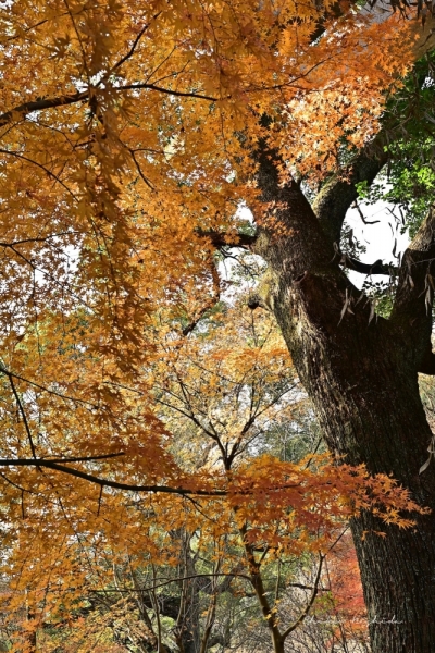 20251216kinpouzan-22