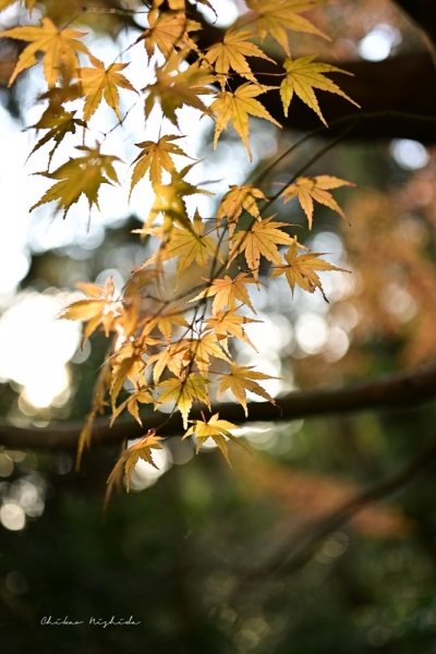 20251216kinpouzan-25