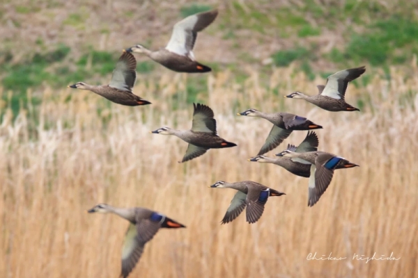 ファイル名: 20260103shogatsu-2.jpeg
ファイルサイズ: 362.9KB
→クリックで元のサイズを表示 20260103shogatsu-2