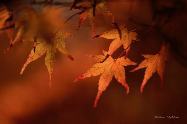 20260205chosakuken-1